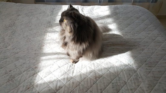 кошка на диване фото