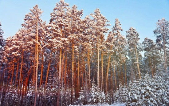 сосны лес зима