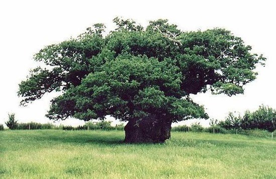 баобаб дерево