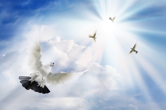 голуби в небесах