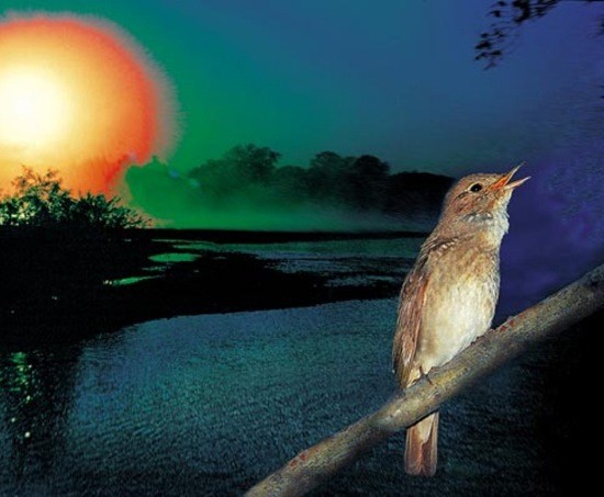 птичка на закате фото