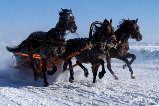 три лошади в упяжке зима фото
