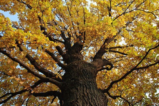 осень дерево фото