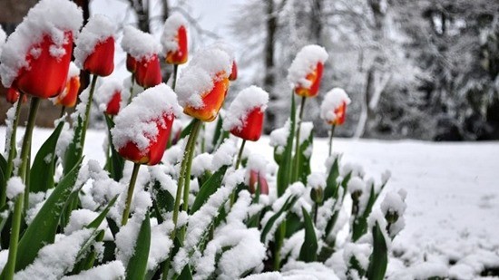 тюльпаны в снегу