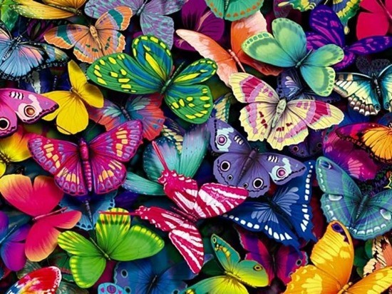 Все бабочки летят на свет