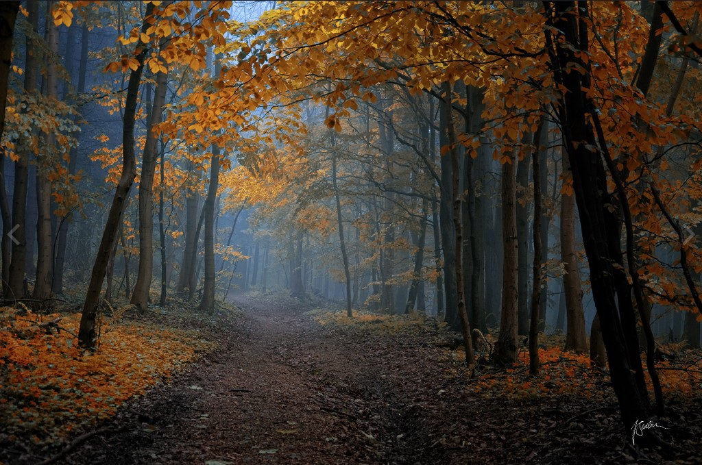 осень в лесу фото