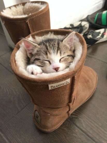 кот в ботинке