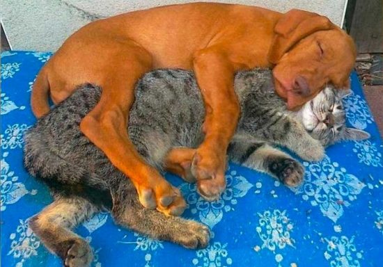кошка и собака спят