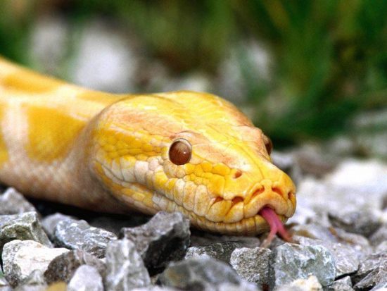 змея желтая