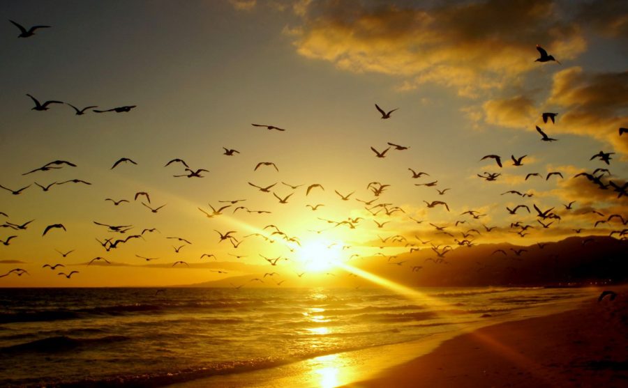 красивый закат море и чайки