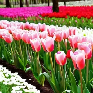 Фестиваль тюльпанов в Стамбуле: когда лучше ехать и в каких парках гулять